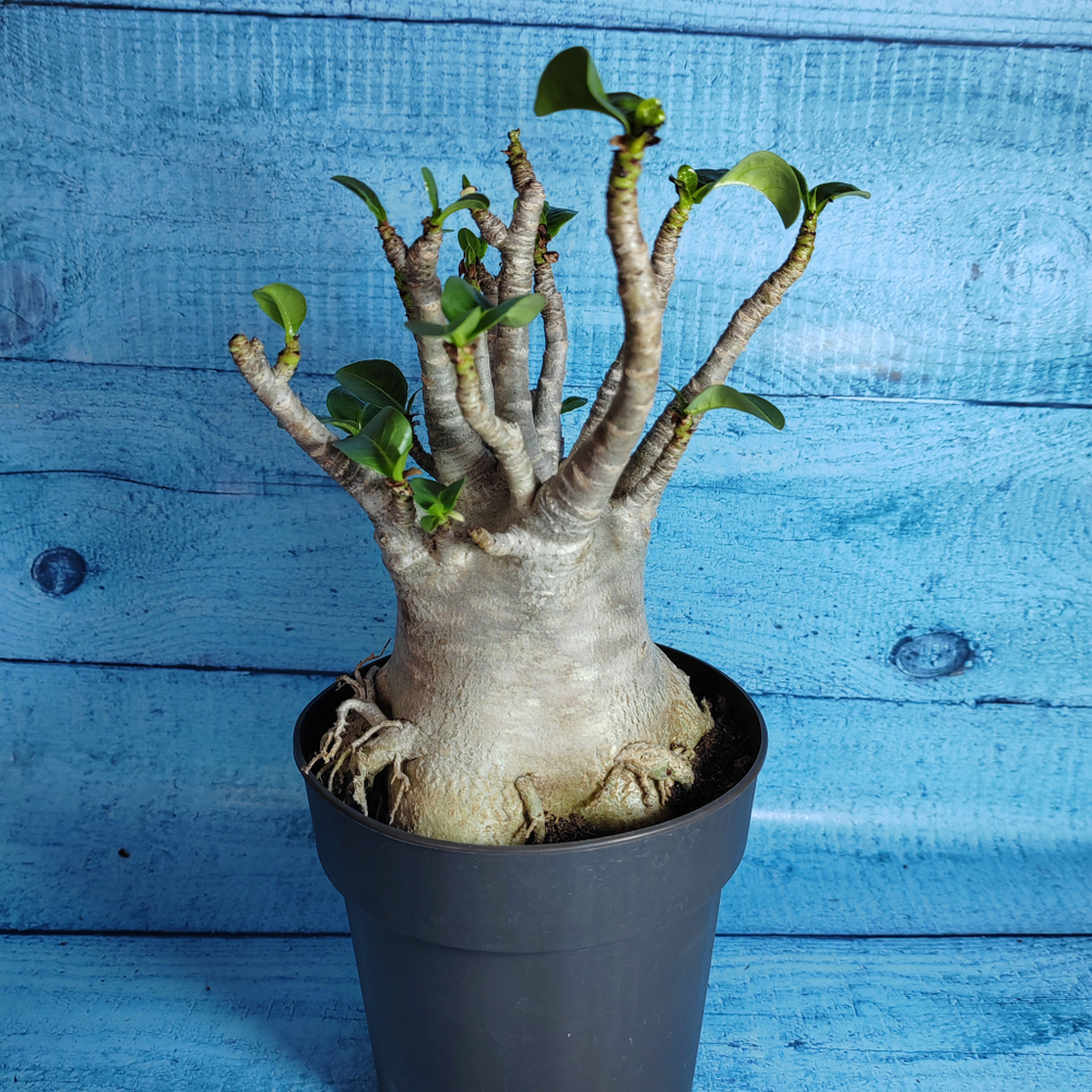 Adenium Baobab (Адениум)