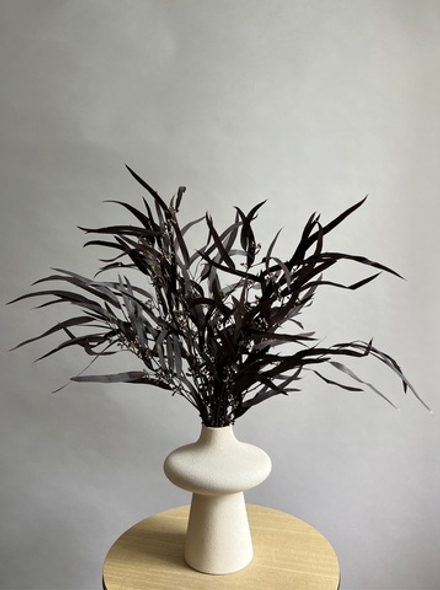 Эвкалипт Николи стабилизированный серо-пурпурный