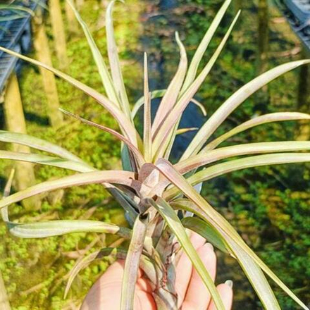 Тилландсия novakii