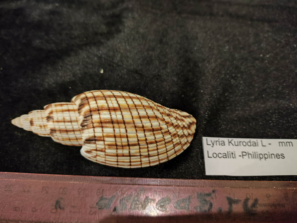 Лурия Куродай