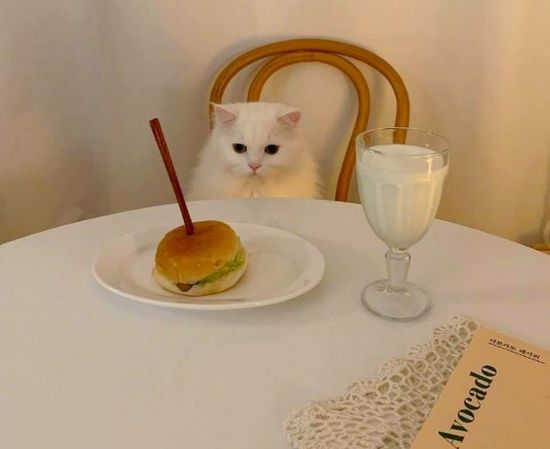 Какой корм выбрать для кошки: сухой или влажный?