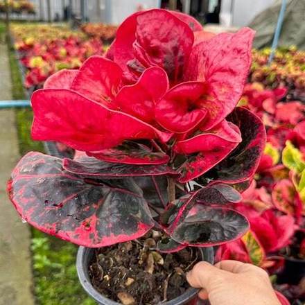 Кротон BUTSARIN