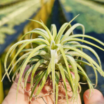 Тилландсия ionantha Curly Leaf L