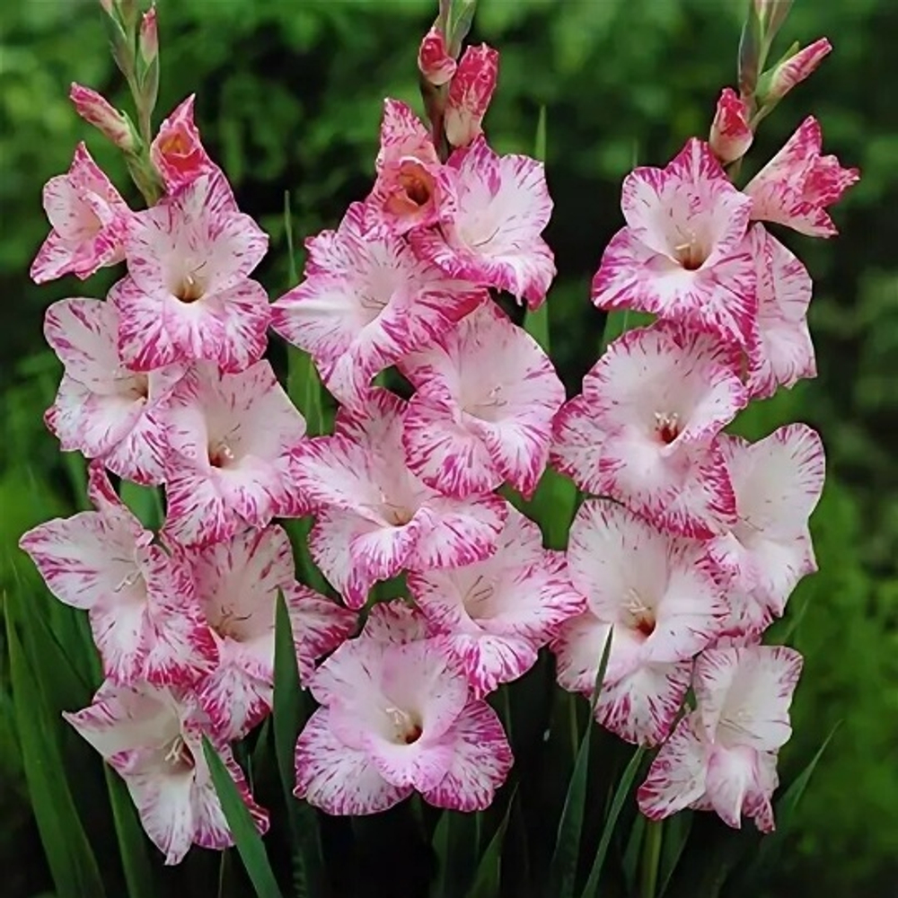 Гладиолус My Love