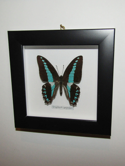 Бабочки рода Parthenos в рамке