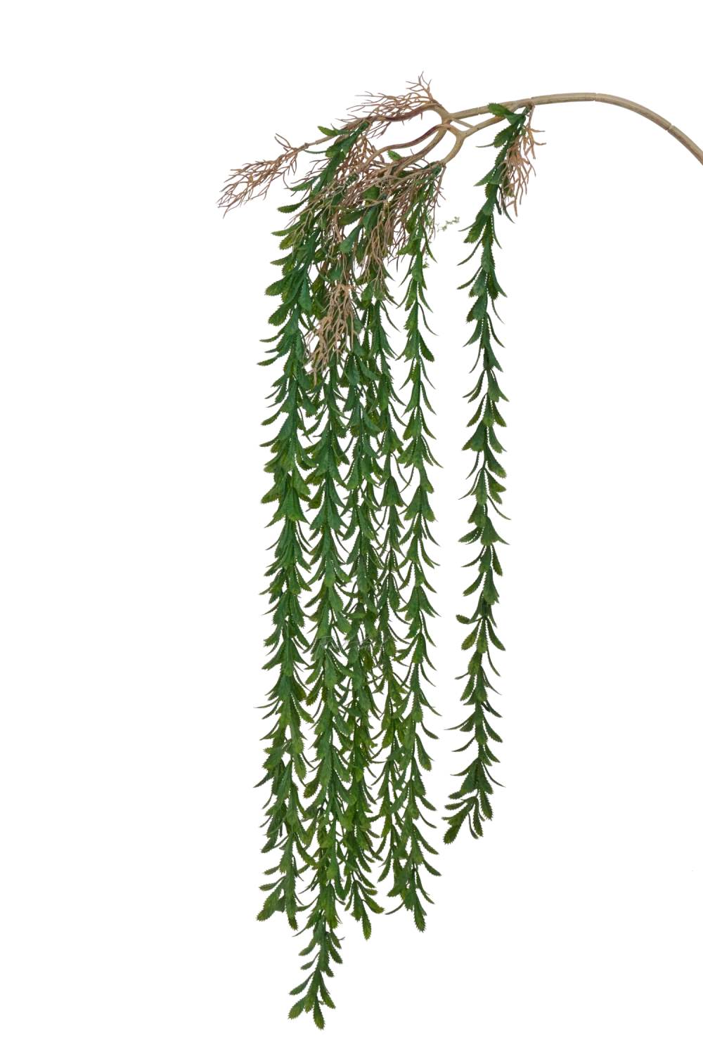 Зелень ампельная с листьями-чешуйками