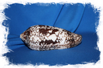 Конус ауликус (Conus aulicus)