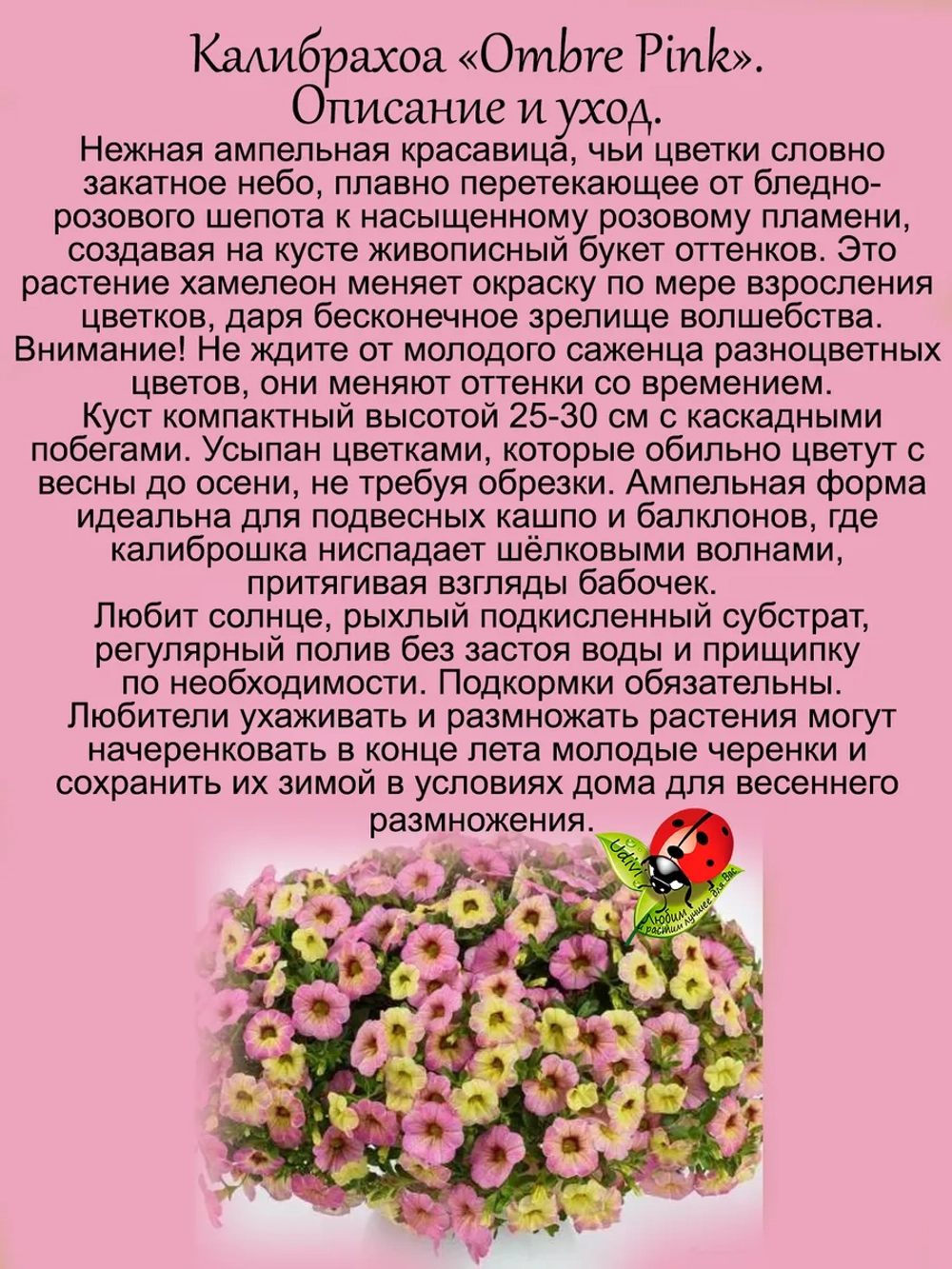 Калибрахоа Омбре Пинк