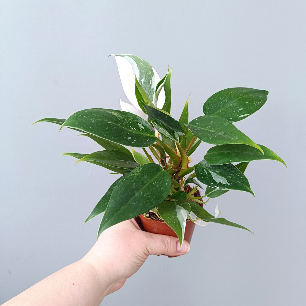 Филодендрон Белая Принцесса