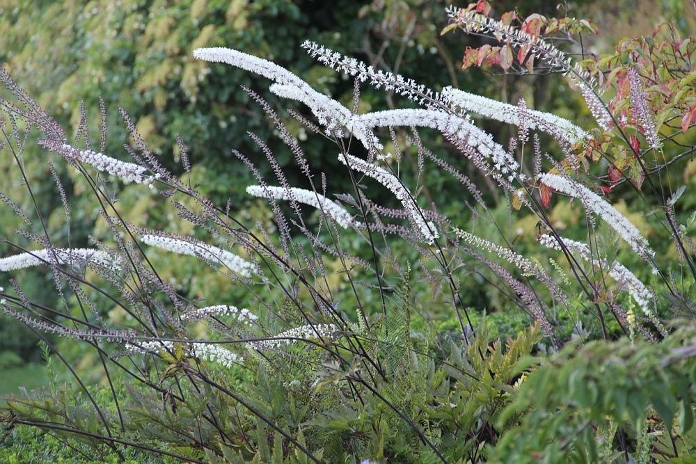 Клопогон (воронец) "Brunette"