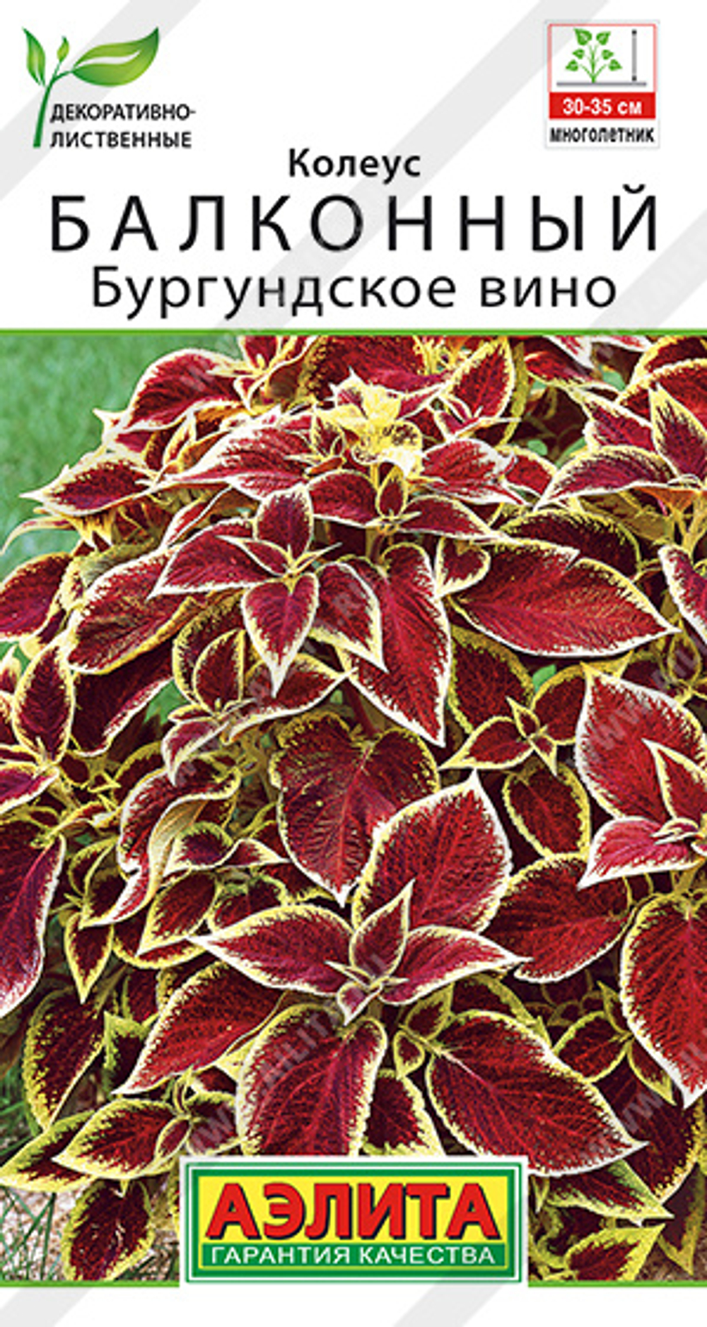 Колеус балконный Бургундское вино 5 шт (Аэлита)