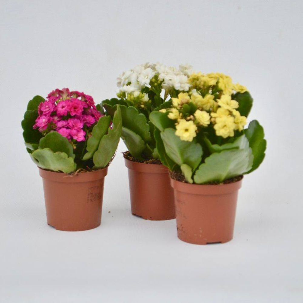 Каланхоэ д. 7 голландия