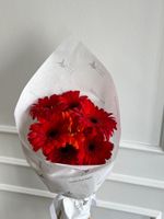 Кулек из гербер в красном оттенке 7 шт