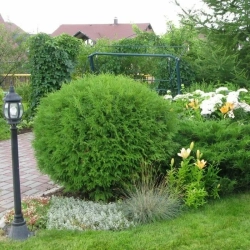 Туя западная Глобоза Р9 15-20 см Закупка М62 апрель-май 2026