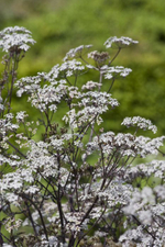 Купырь лесной "Ravenswing". Anthriscus sylvestris "Ravenswing".