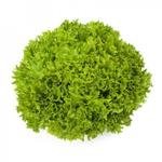 Экзакт семена салата саланова (Rijk Zwaan / Райк Цваан)