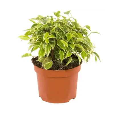 Фикус Бен Кинки