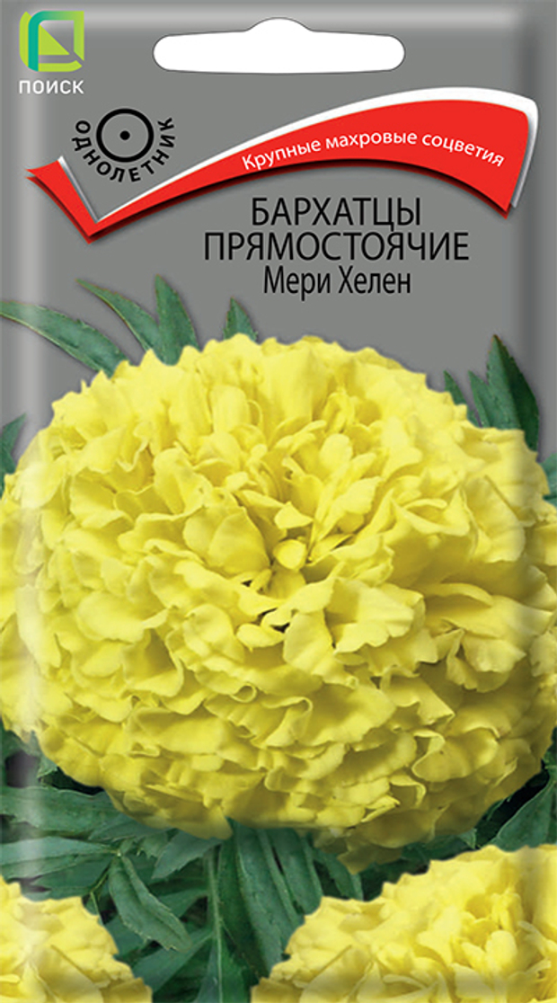 Бархатцы прямостоячие Мери Хелен