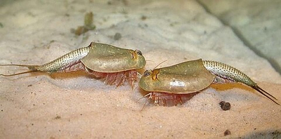 Щитень ЛЕТНИЙ