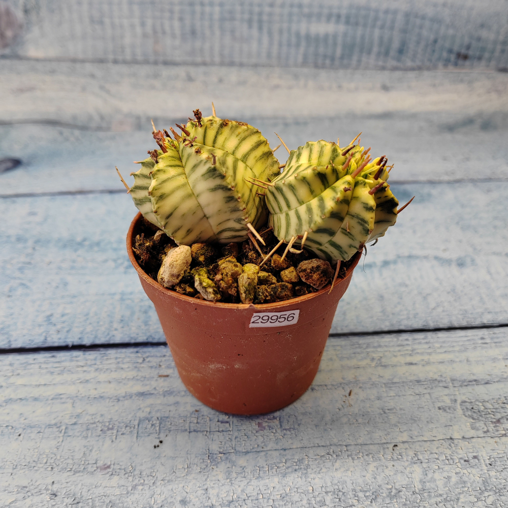 Euphorbia meloformis f. Variegated (Эуфорбия вариегатная)