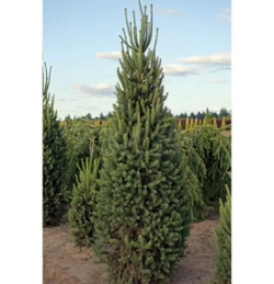 Ель обыкновенная Купрессина С12 40-50 см Закупка М49 весна 2026