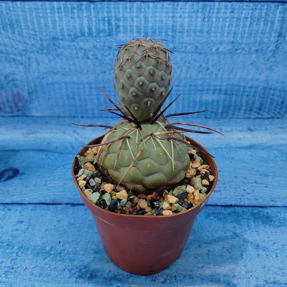 Tephrocactus Geometricus (Тефрокактус)