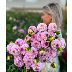 Георгин Genova (корень) Закупка М55 апрель 2026