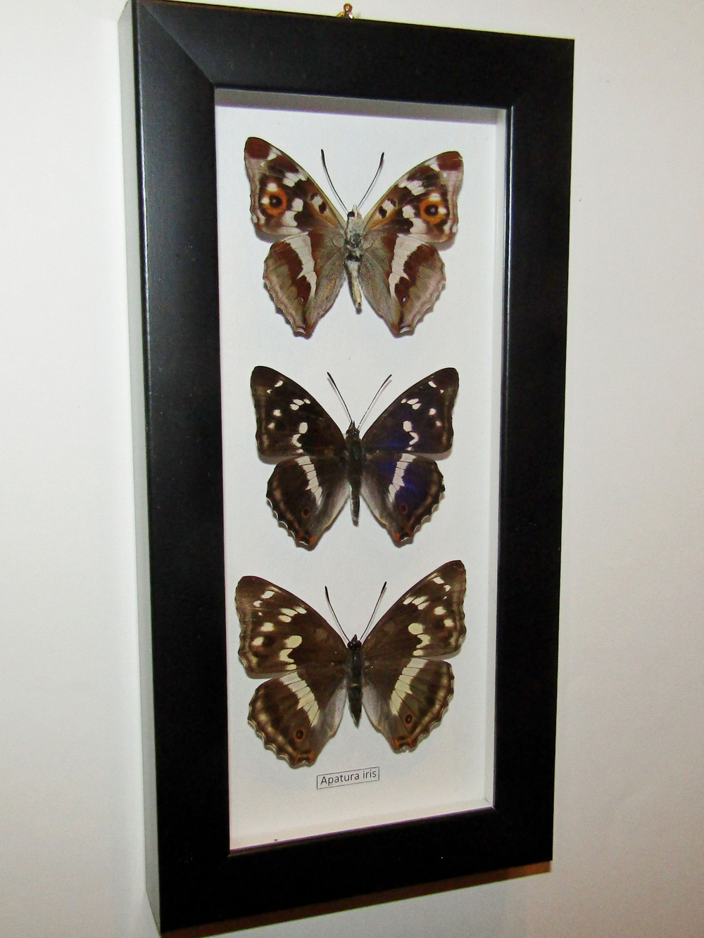 Бабочка Переливница Ирис Apatura iris в рамке