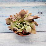 Echeveria Trumpet Pinky (Эхеверия)