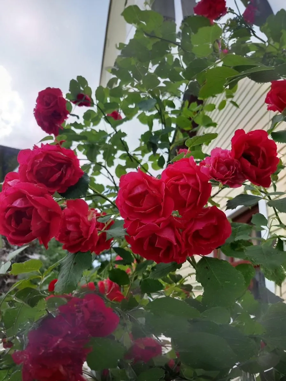 Роза плетистая Симпати