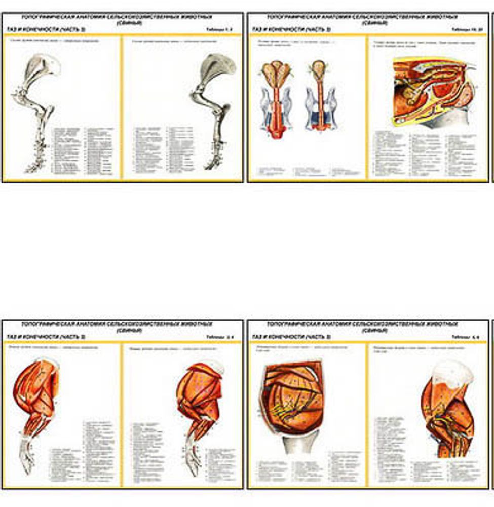 Плакаты ПРОФТЕХ &quot;Топограф. анатомия. Свинья. Таз и конеч.&quot; (13 пл, винил, 70х100)