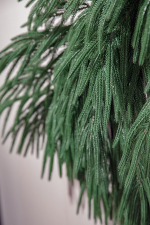 Ветка хвои Южная