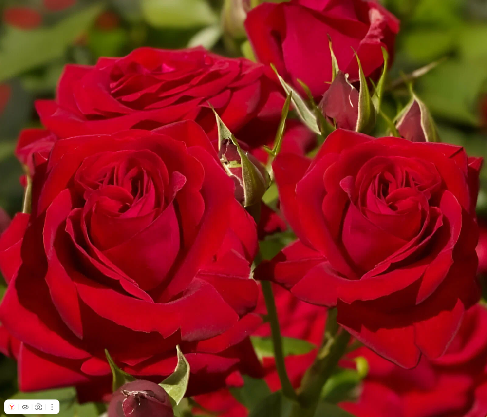 Софи Лорен (Sophia Loren)