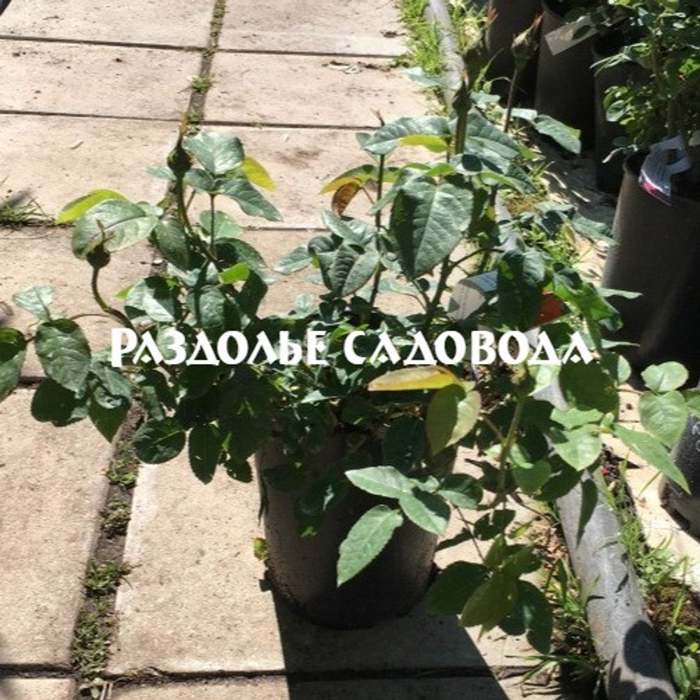 Роза английская Л.Д.Брайтвайт (горшок 4л)