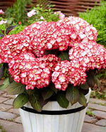 SAKSON GRAFIN COSEL/Графиня Косель (Стандарт поставки Р9)2025г.