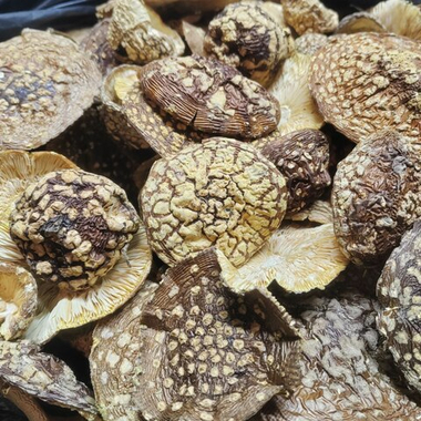 Мухомор королевский 2025г