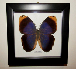 Бабочка Филин Caligo beltrao в рамке