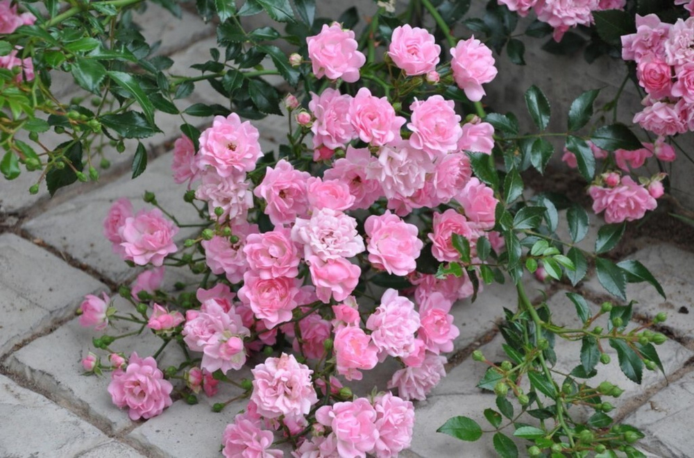 Роза Фейри С7 Закупка М57 июнь 2026