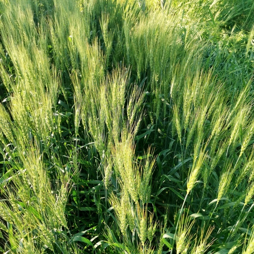 Пшеница Жуковского - Triticum Zhukovskyi