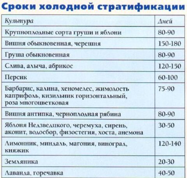 «Финальный звонок» для стратификации: успеваем заложить семена яблони и груши на холод