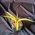 Сансевиерия BANDIPUR HYBRID VAR