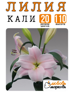 Лилия Луковица, Кали, ЛО-гибрид, 1 шт