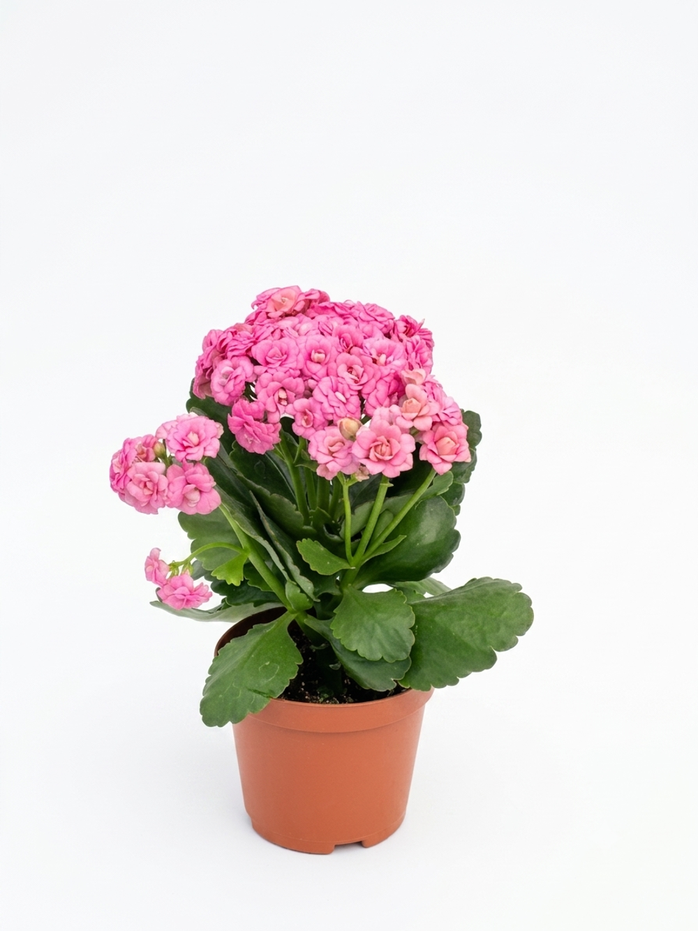 Каланхоэ blossfeldiana д.11