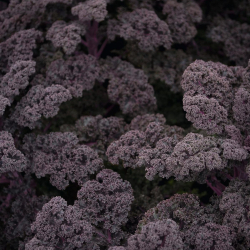 Капуста листовая Редбор F1 (25шт)  Витагрин Профи