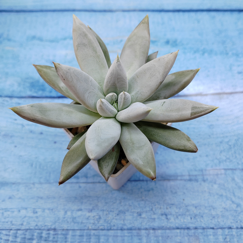 Echeveria Tolimanensis (Эхеверия)
