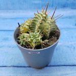 Euphorbia meloformis f. Variegated (Эуфорбия вариегатная)