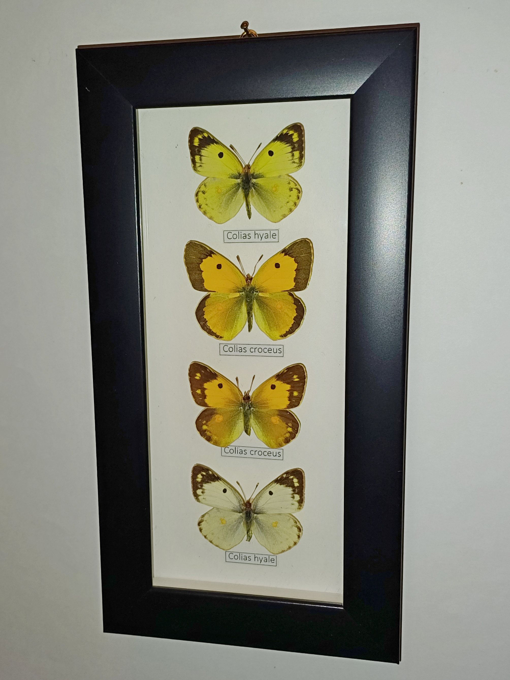 Бабочки Желтушки Colias в рамке