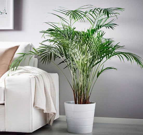 Чек-лист домашних цветов, которые помогают очищать воздух и безопасны для детей