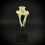 Megantereon на стойке