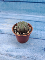 Euphoria Obesa (Эуфорбия)